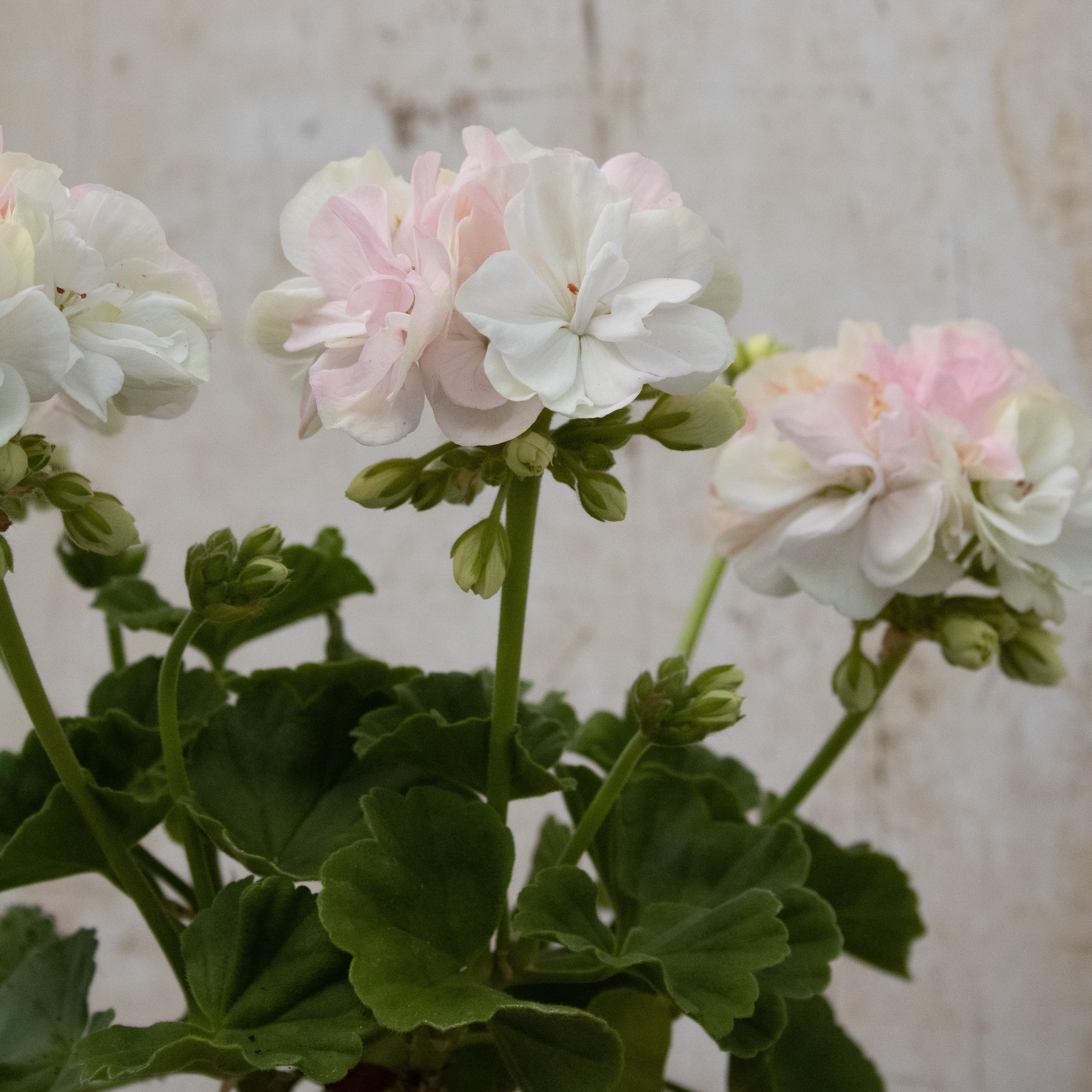 Dwarf Pelargoniums – Page 3 – Fibrex Nurseries