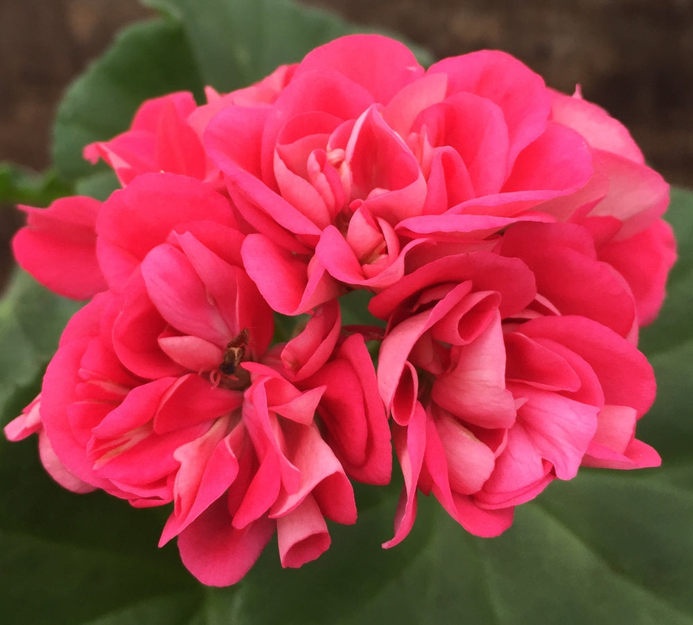 Shrivenham Rose
