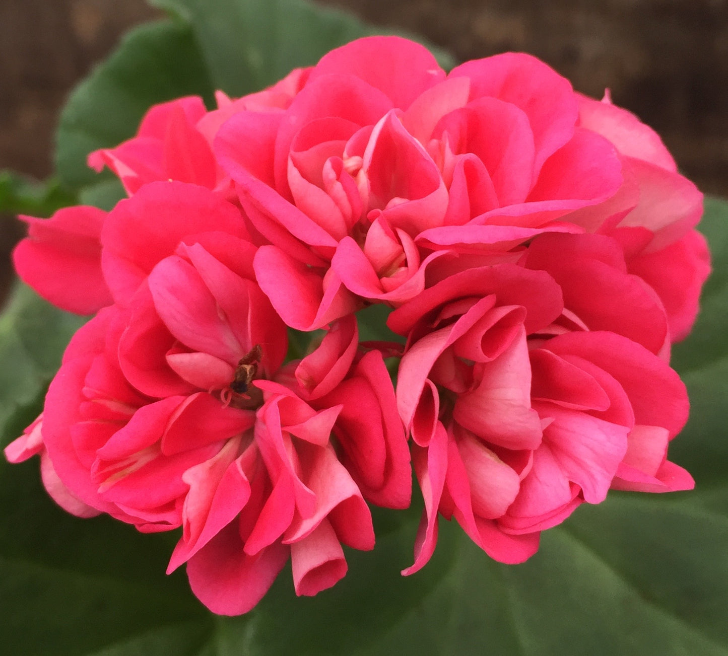 Shrivenham Rose