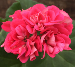 Shrivenham Rose