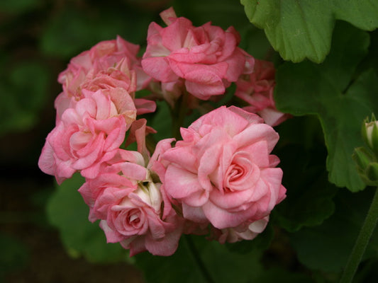 Grainger's Antique Rose