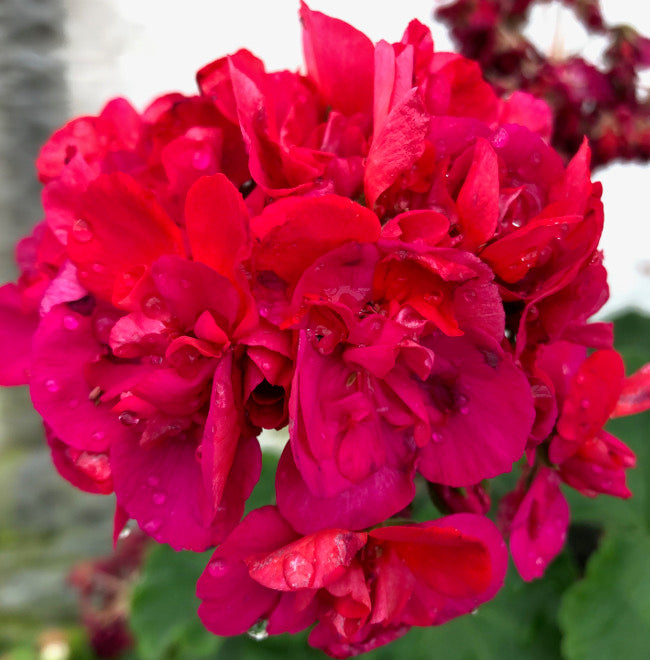 Nellie Florrie