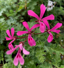 P. ionidiflorum