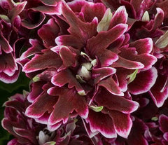 Quantock Double Dymond