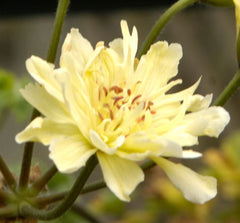 Rushmoor Mississippi