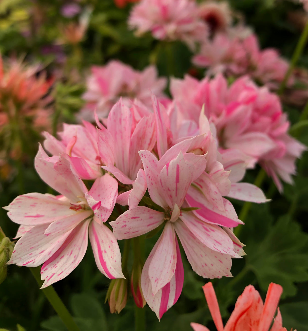 Spring Fever Vertical Spring Fever – Fibrex Nurseries