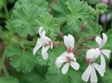Picture of  Ardwick Cinnamon