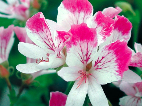 Picture of Fairy Orchid