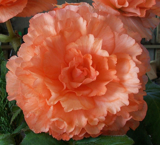 Picture of Apricot Delight