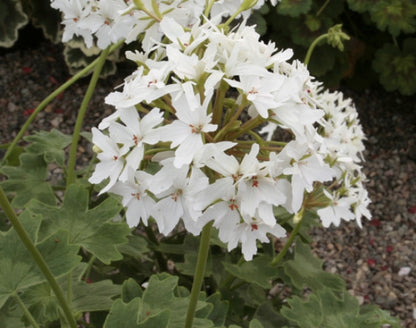 Picture of  Arctic Star