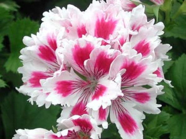 Arnside Fringed Aztec