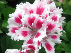 Arnside Fringed Aztec