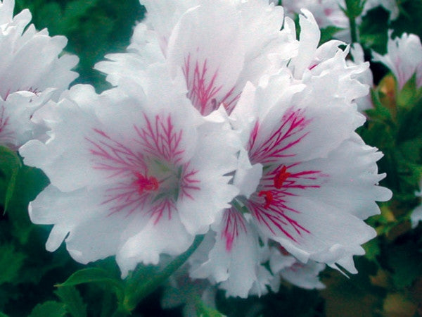 Askham Fringed Aztec