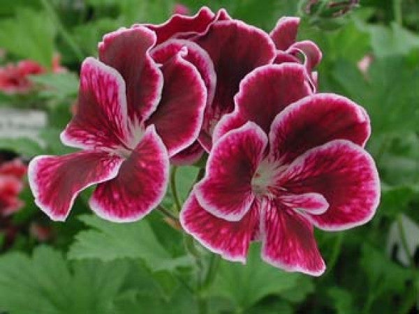 Black Prince