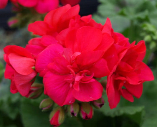 Picture of  Bold Beacon