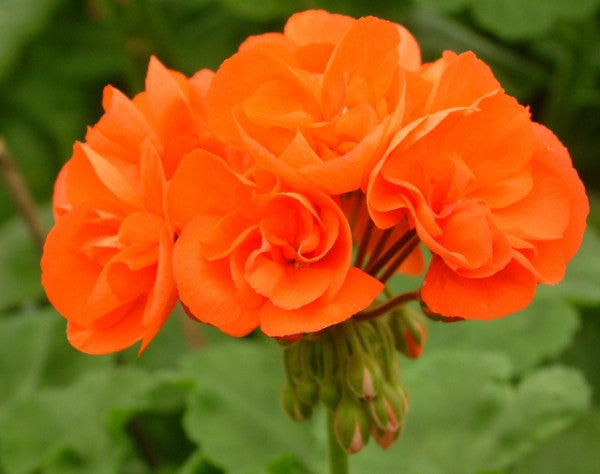 Bold Flame