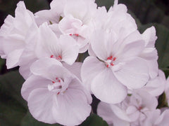 Brixworth Pearl
