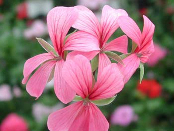 Cascade Pink