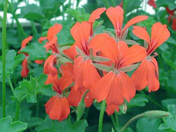 Cascade Red
