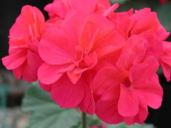 Cheiko – Fibrex Nurseries