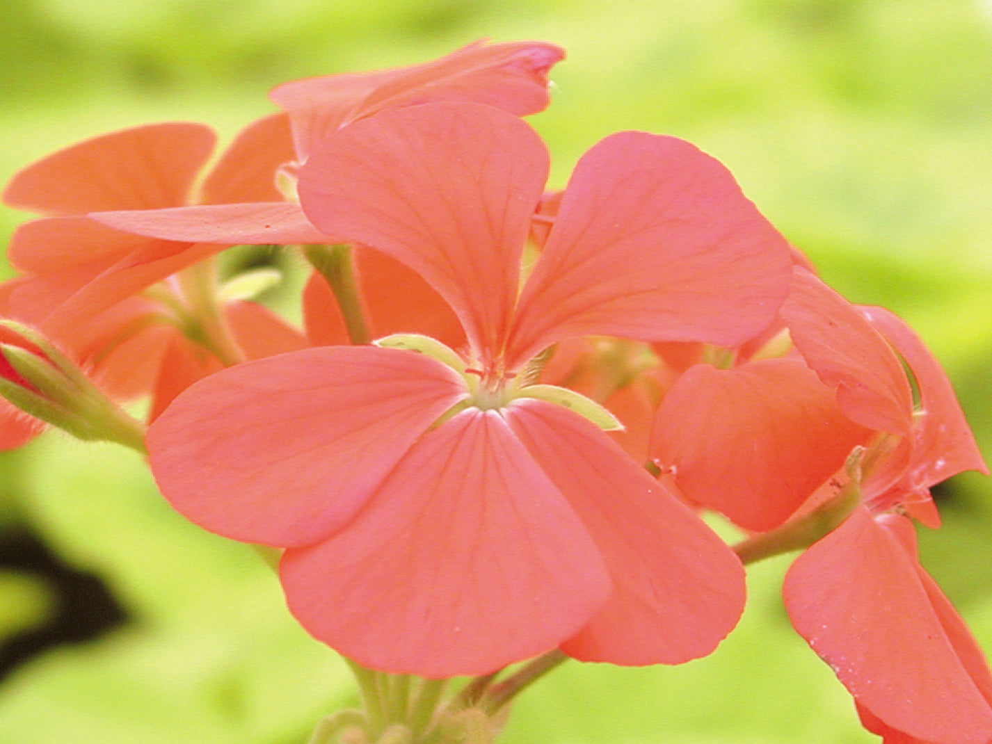 Crystal Palace Gem Fibrex Nurseries