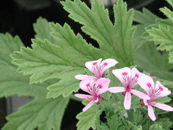 Citronella