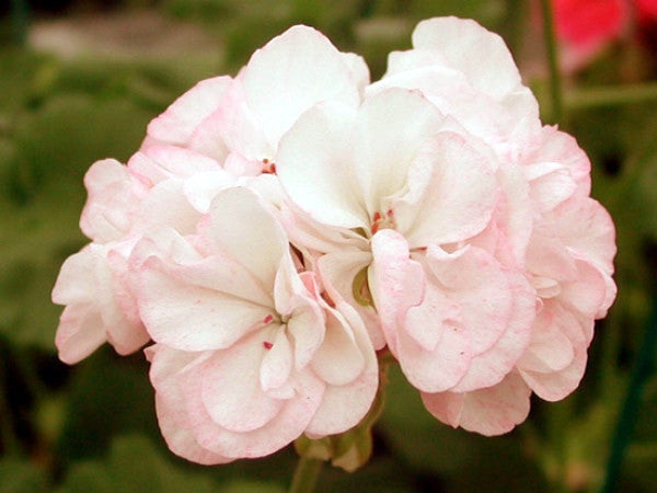 Cooks Peach Blossom