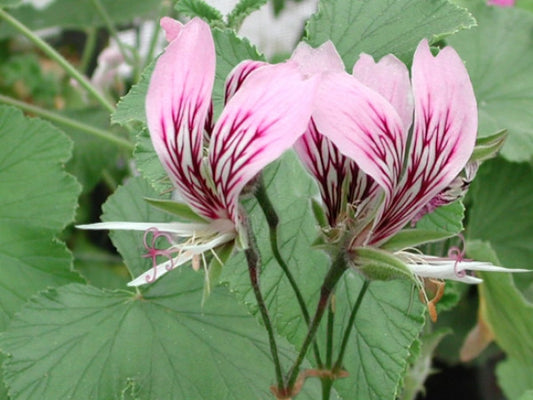 Picture of  P. cordifolium rubrocinctum