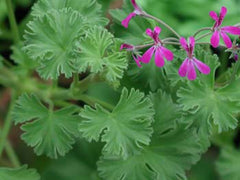 Deerwood Lavender Lad