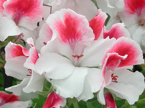 First Blush