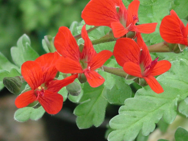 P. fulgidum – Fibrex Nurseries Ltd