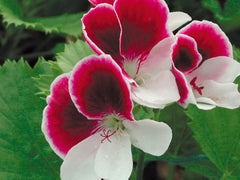 Garten Director Herman