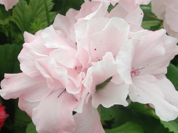 Gentle Georgia
