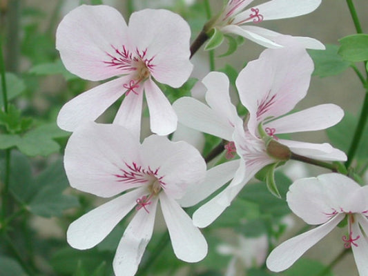 Picture of  P. grandiflorum