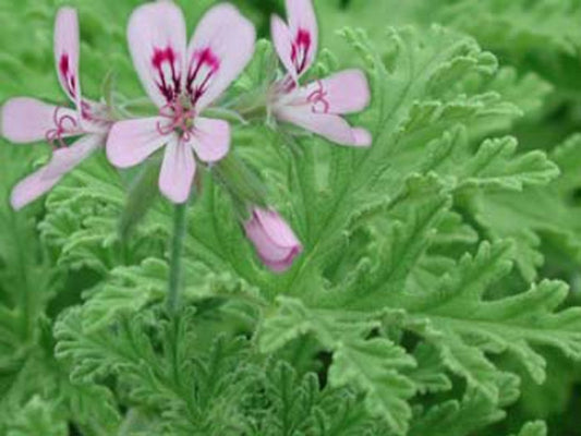 Picture of  Graveolens (hort)