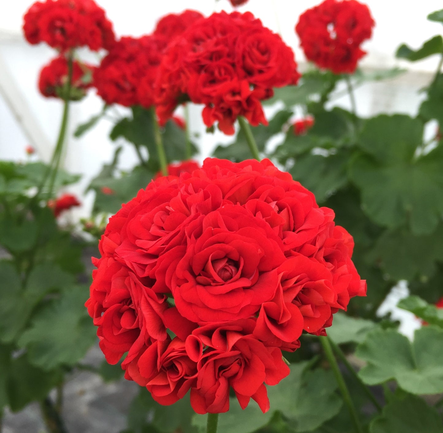 Scarlet Rambler