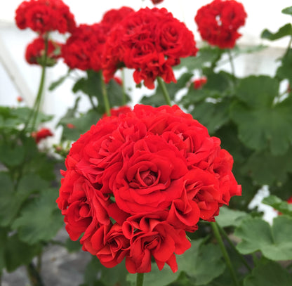 Scarlet Rambler