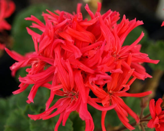 Picture of  Jips Desert Poppy
