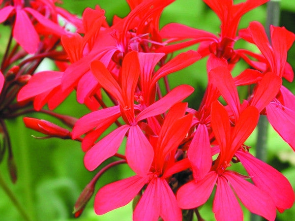 P. Kewensis
