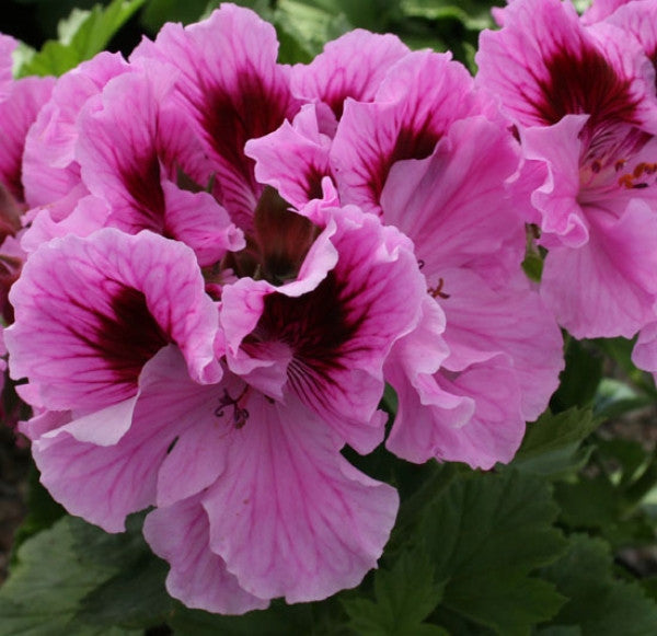 Lavender Sensation