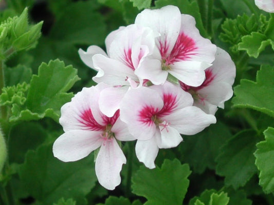 Picture of Mrs G H Smith