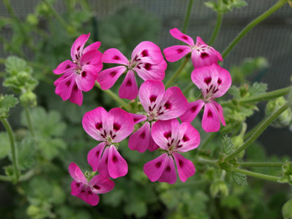 P. echinatum "Mrs Stapleton'