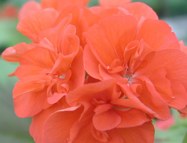 Occold Shield – Fibrex Nurseries