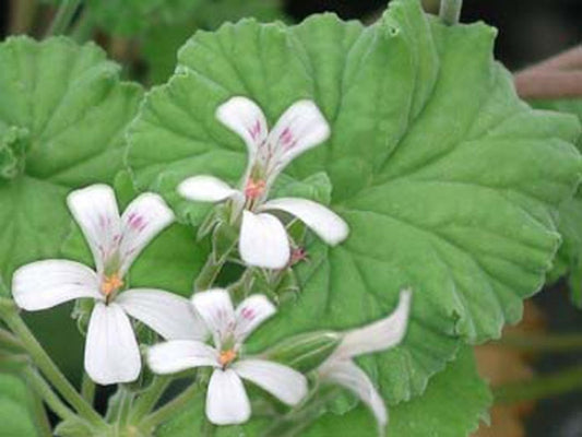 Picture of   P. odoratissimum