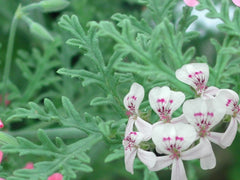 P. 'Blandfordianum Album'