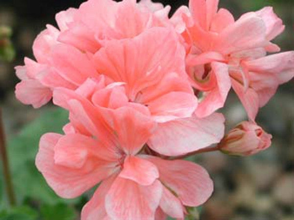 Pink Fondant