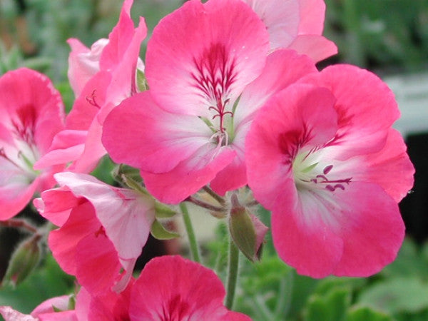 Pink Hindoo