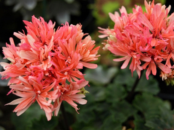 Pink Needles – Fibrex Nurseries