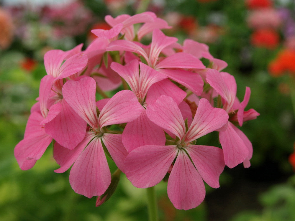 Pink Happy Thought