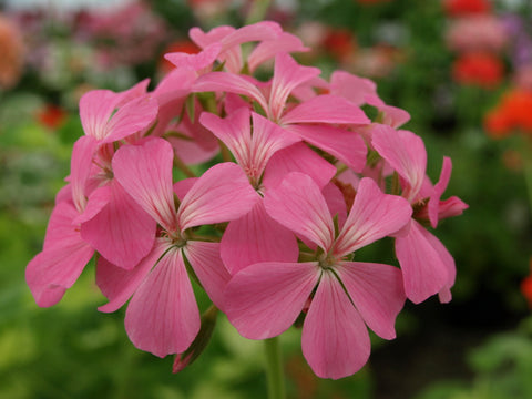 Pink Happy Thought